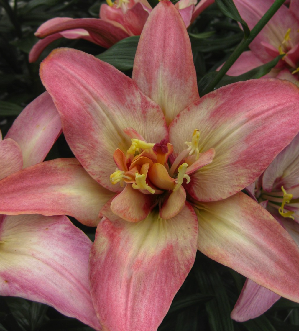Lilium asiaticum " Double Trouble " 1 Bulb