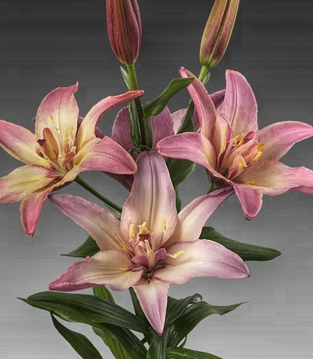 Lilium asiaticum " Double Trouble " 1 Bulb