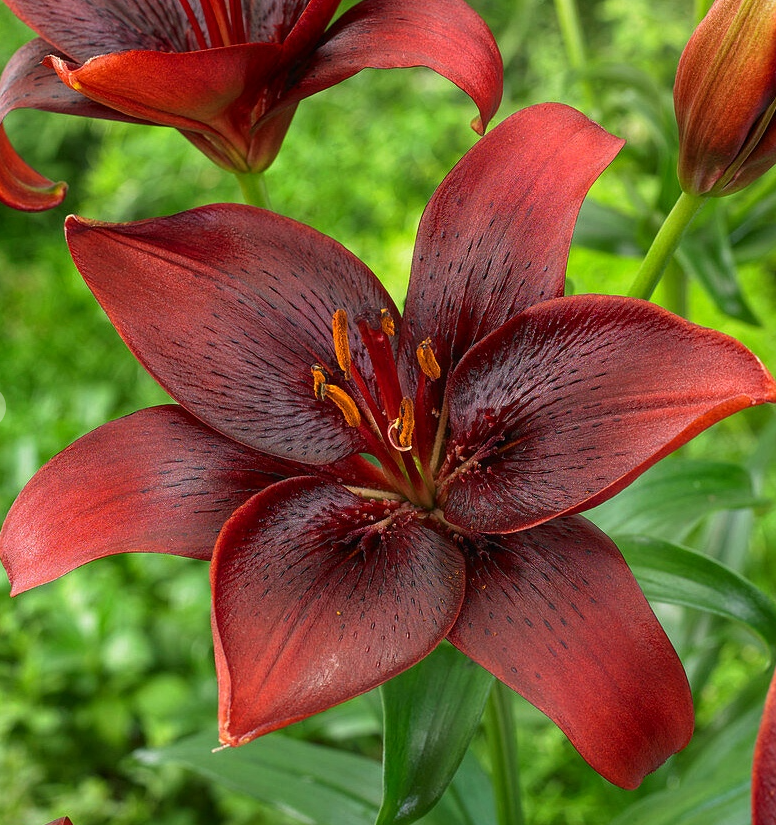 Lilium asiaticum " Royal Kiss " 1 Bulb