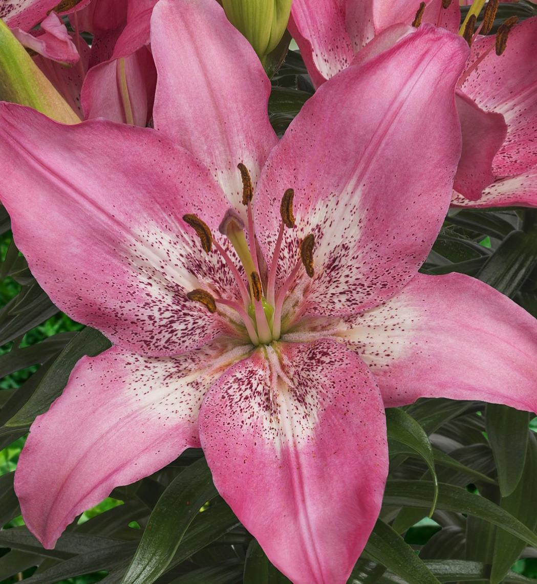 Lilium asiaticum " Trendy Nicosia " 1 Bulb