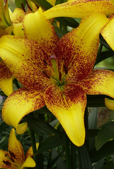 Lilium asiaticum " Golden Stone " 1 Bulb