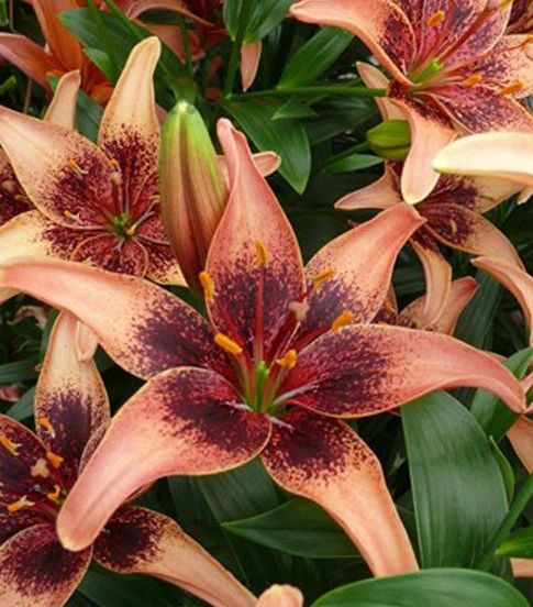 Lilium asiaticum " Whistler " 1 Bulb