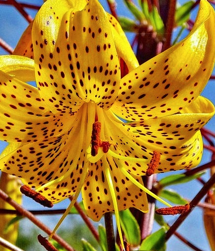 Lilium tigrinum " Leichtlinii " 1 Bulb