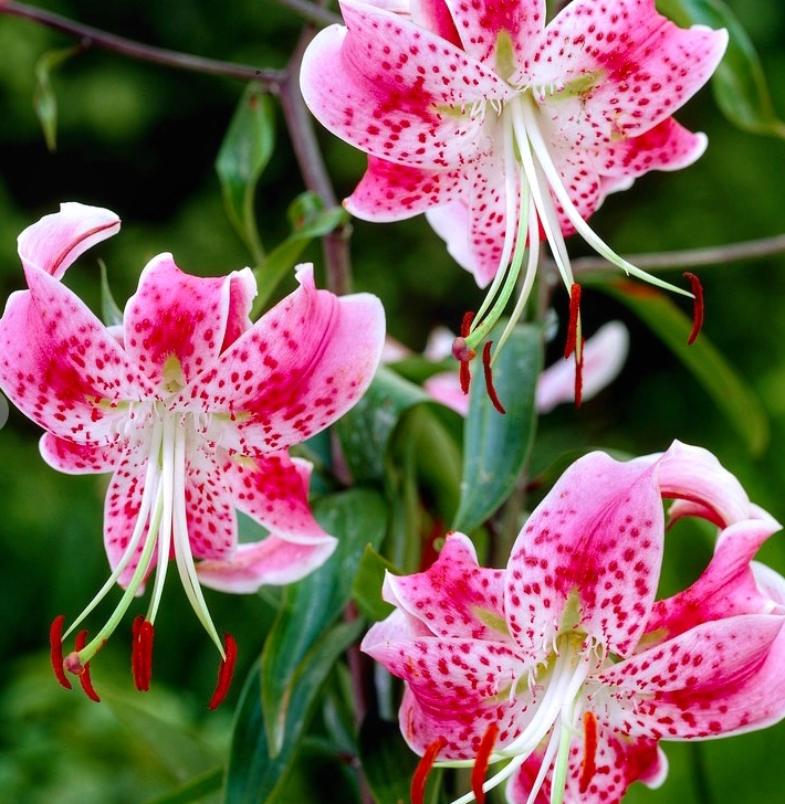 Lilium tigrinum " Var Rubrum Uchida " 1 Bulb