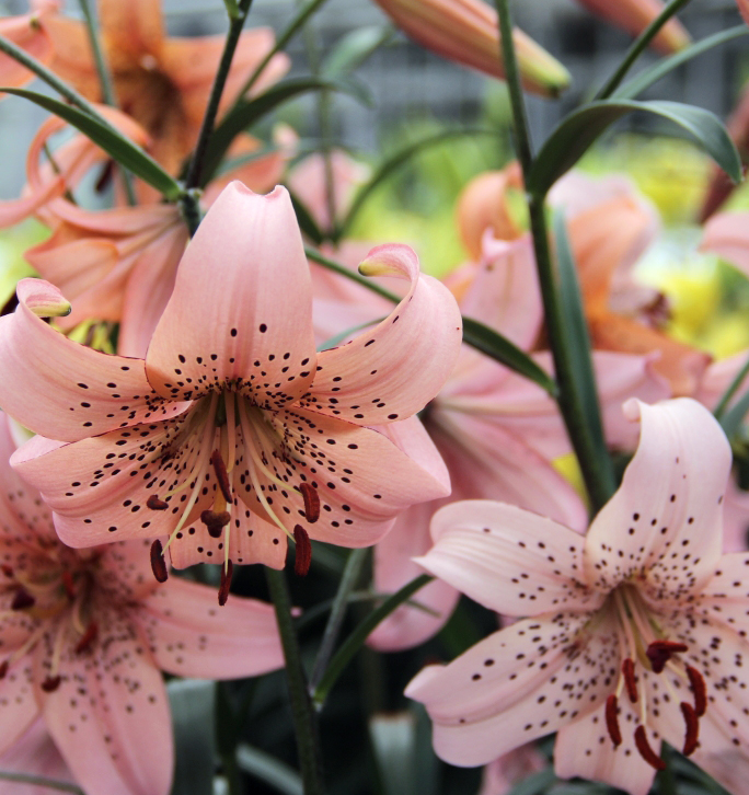 Lilium tigrinum " Pink Giant " 1 Bulb