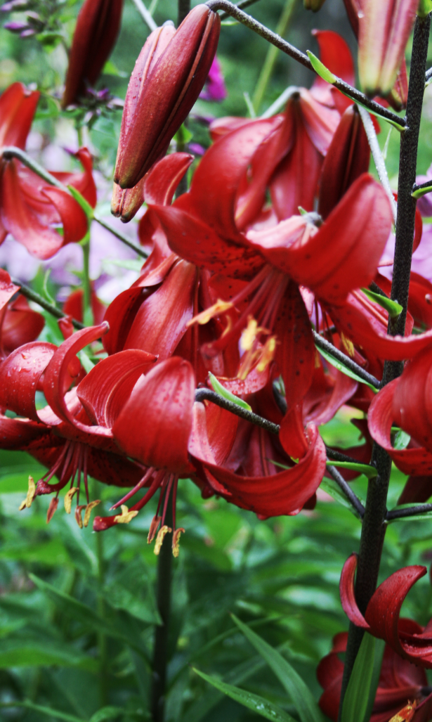 Lilium tigrinum " Red Velvet " 1 Bulb