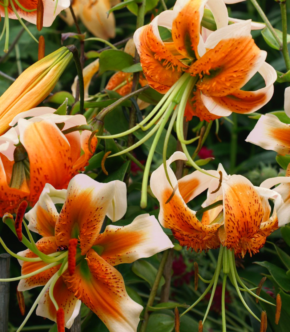 Lilium martagon 'Lady Alice' 1 Bulb