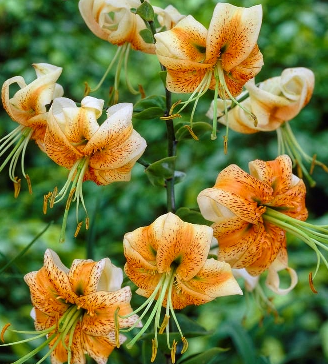 Lilium martagon 'Lady Alice' 1 Bulb