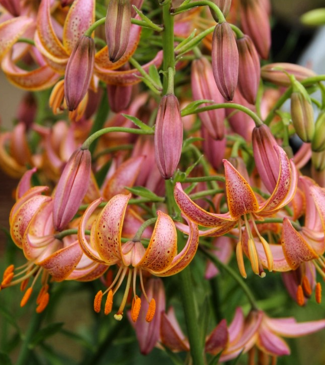 Lilium martagon 'Fairy Morning' 1 Bulb