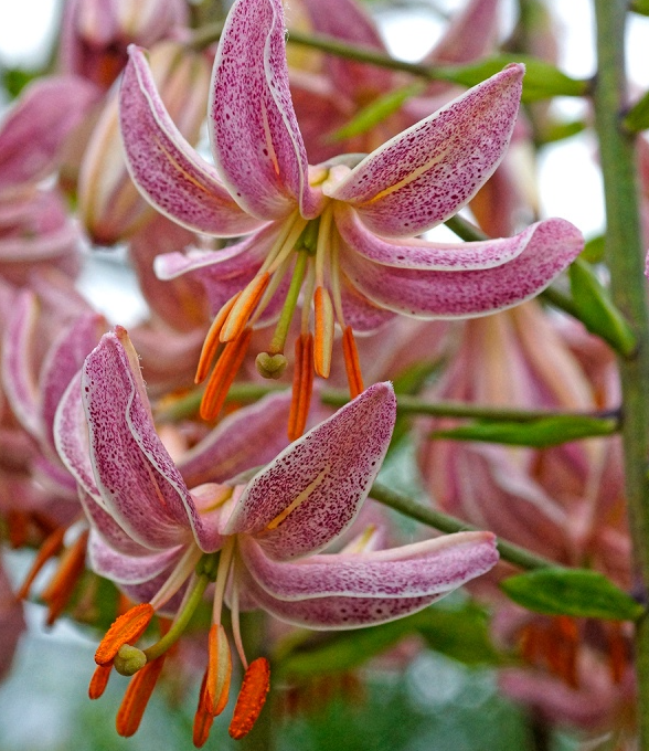 Lilium martagon 'Pink Morning' 1 Bulb