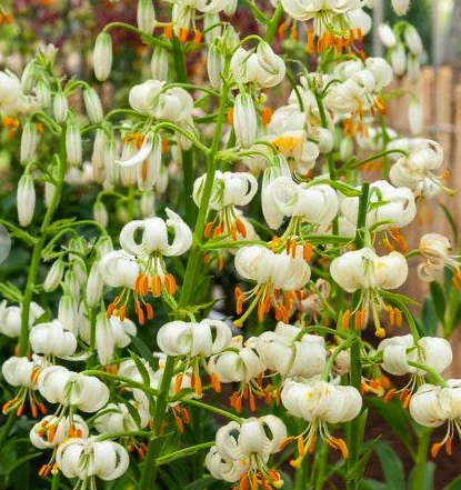 Lilium martagon 'Snowy Morning' 1 Bulb