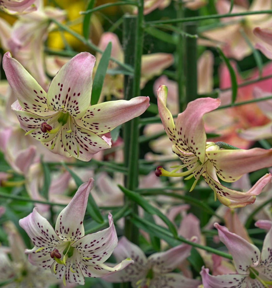 Lilium martagon 'Corsage' 1 Bulb