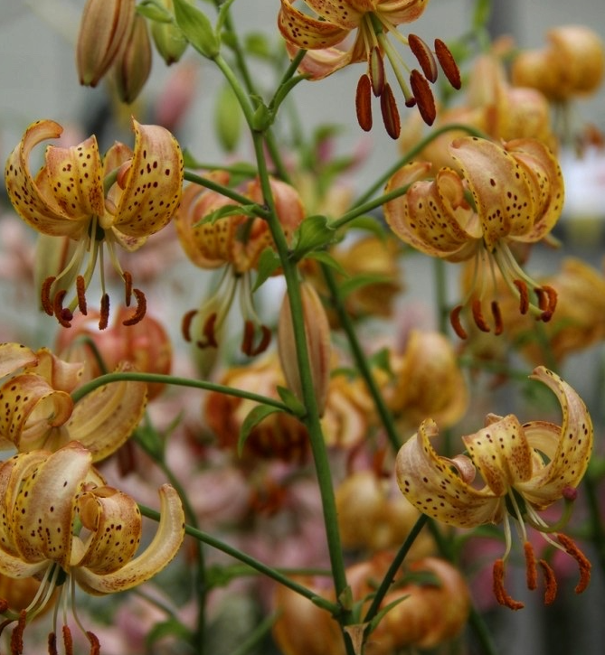 Lilium martagon 'Peppard Gold' 1 Bulb