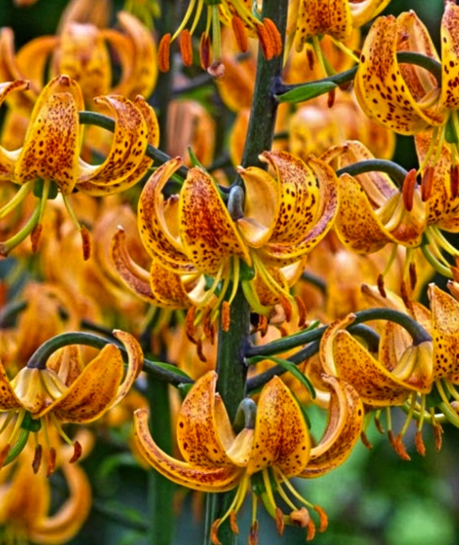 Lilium martagon 'Sunny Morning' 1 Bulb