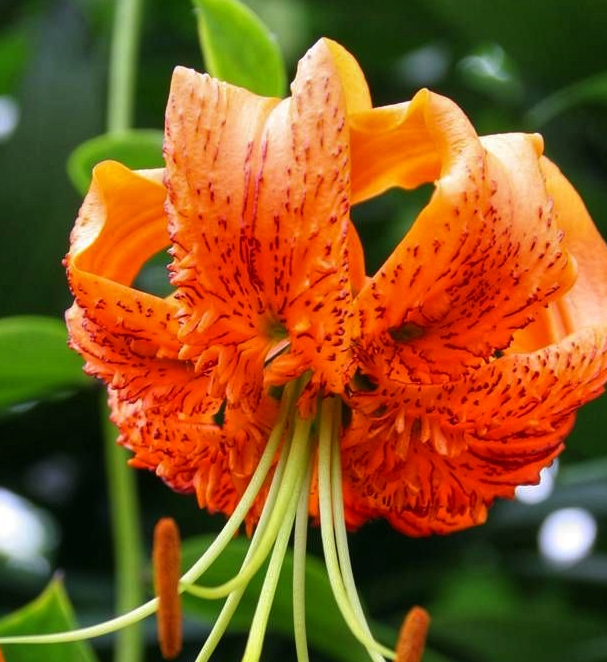Lilium martagon 'Henryi' 1 Bulb