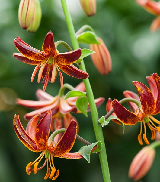 Lilium martagon 'Arabian Knight' 1 Bulb