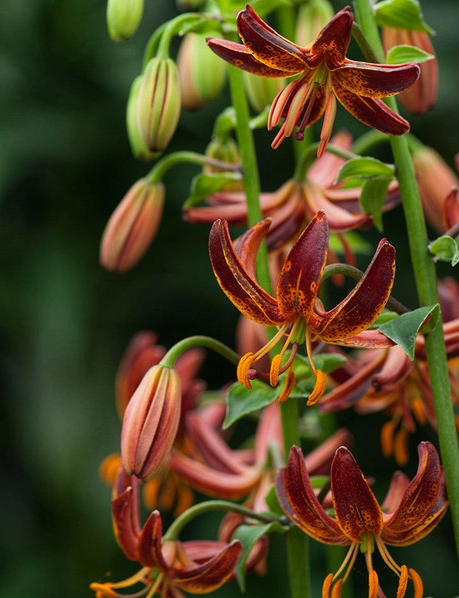 Lilium martagon 'Arabian Knight' 1 Bulb
