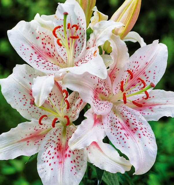Lilium orientalis 'Muscadet' 1 Bulb