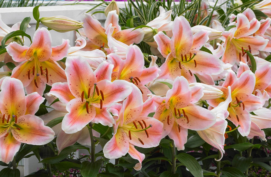 Lilium orientalis 'Salmon Party' 1 Bulb