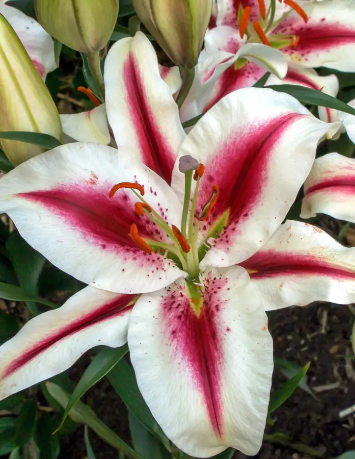 Lilium orientalis 'Hachi' 1 Bulb