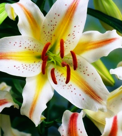 Lilium orientalis 'Garden Party' 1 Bulb