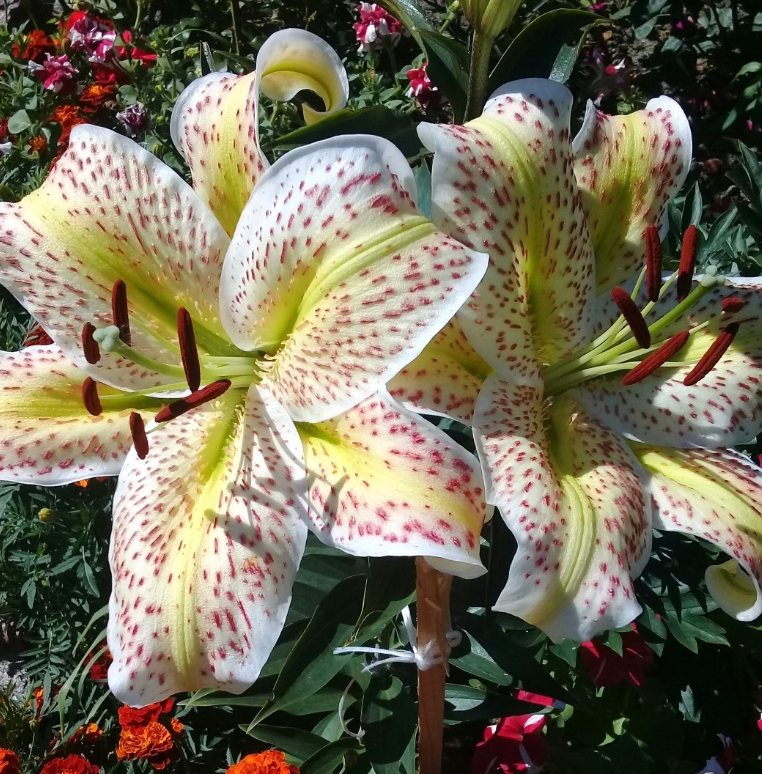 Lilium orientalis 'Tigermoon' 1 Bulb