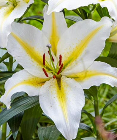 Lilium orientalis 'Baferrari' 1 Bulb
