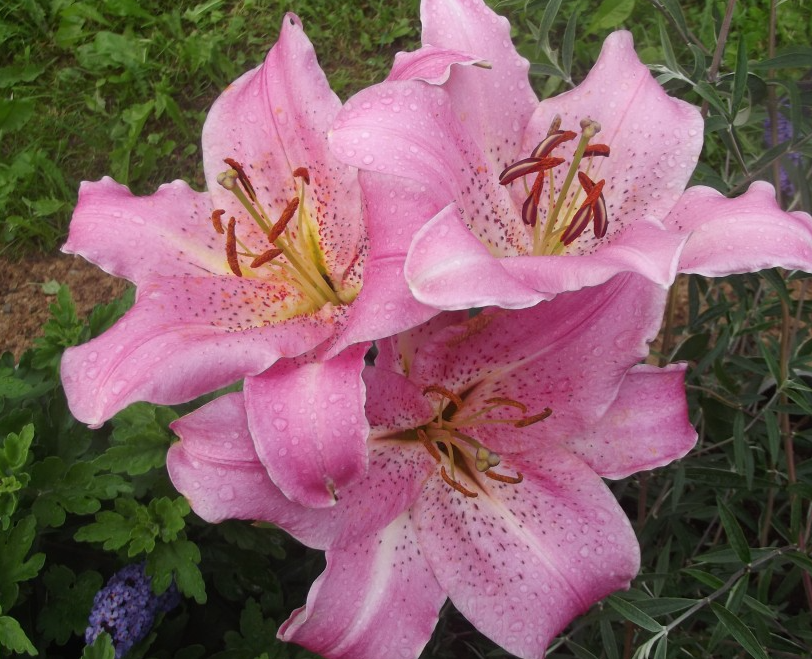 Lilium orientalis 'Josephine' 1 Bulb