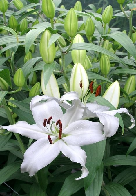 Lilium orientalis 'Mount Aspiring' 1 Bulb