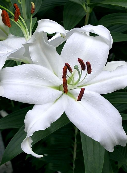 Lilium orientalis 'Mount Aspiring' 1 Bulb
