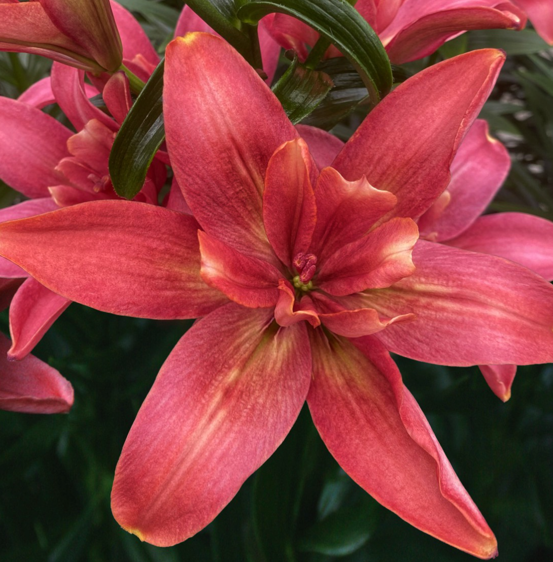 Lilium orientalis 'Hotpants' 1 Bulb
