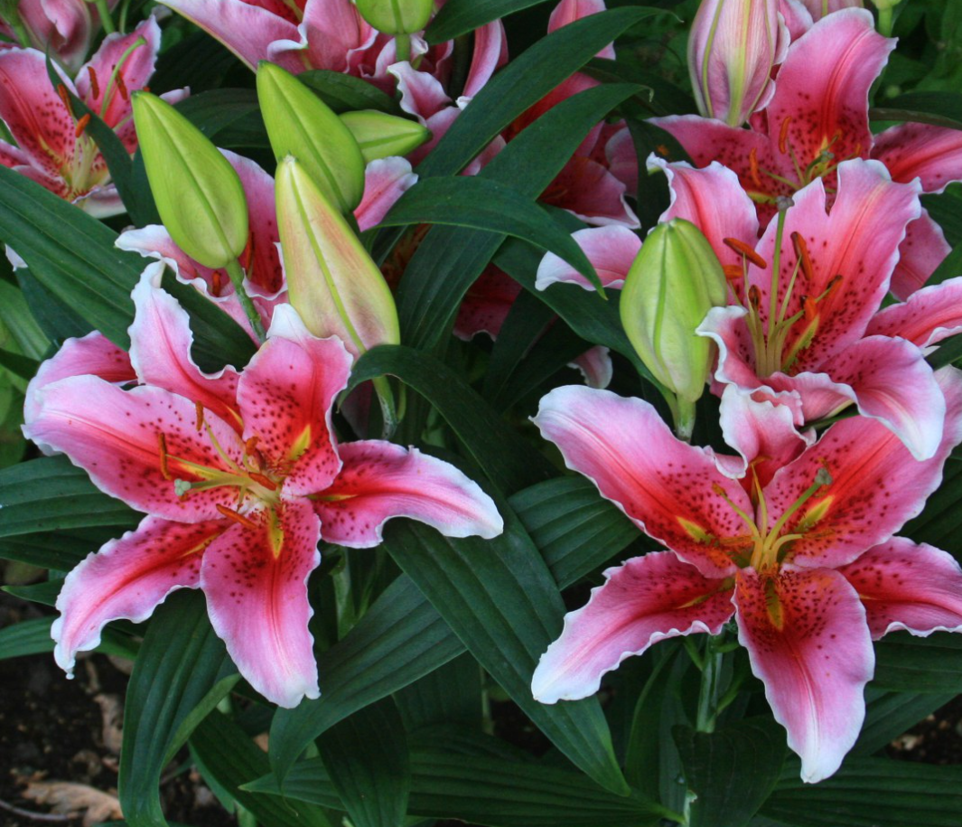 Lilium orientalis 'Aspiration' 1 Bulb