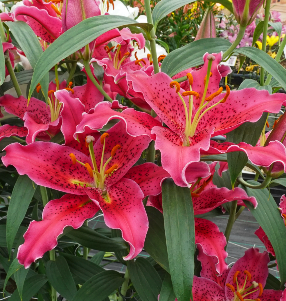 Lilium orientalis 'Gomera' 1 Bulb