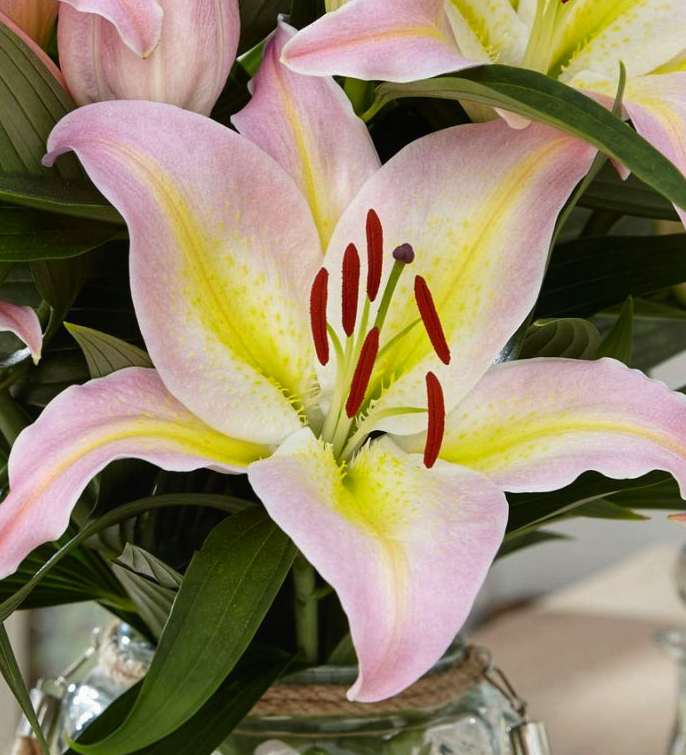 Lilium orientalis 'Focus Pocus' 1 Bulb
