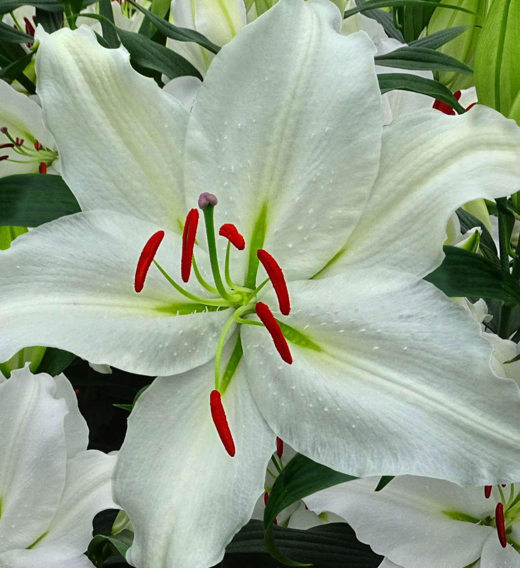 Lilium orientalis 'Puresse' 1 Bulb