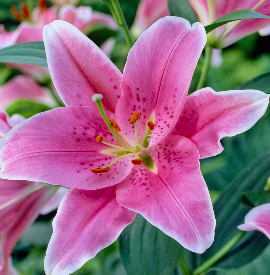 Lilium orientalis 'Sorbonne' 1 Bulb