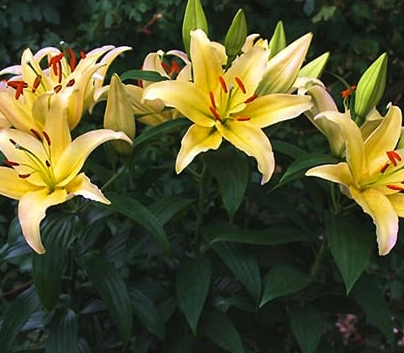 Lilium orientalis 'Gold Party' 1 Bulb