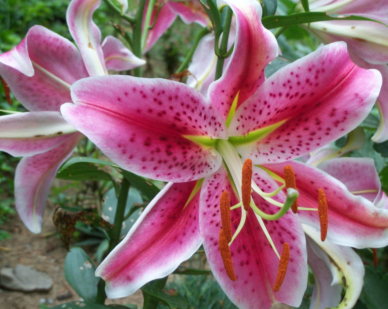 Lilium orientalis 'Stargazer' 1 Bulb