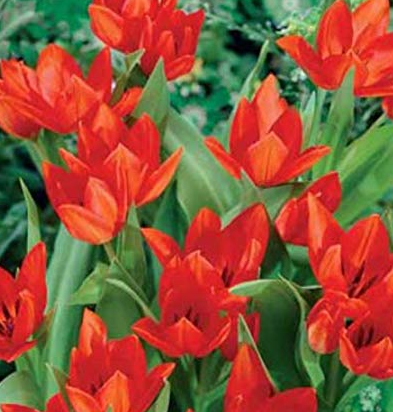 Tulip Van Tubergen'S Variety ( Botanical tulip ) 3 bulbs