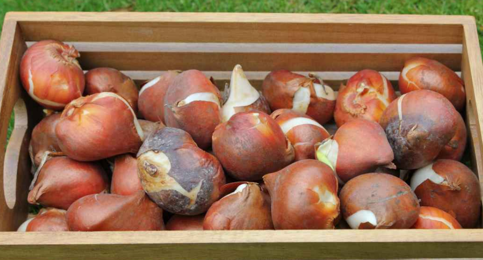 Tulip West Point Variety ( Lily-shaped tulip ) 3 bulbs