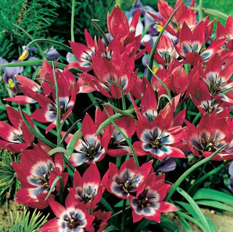 Tulip LITTLE BEAUTY Variety ( Botanical tulip ) 3 bulbs