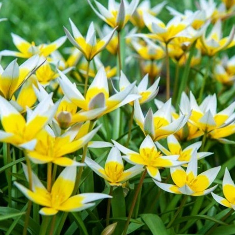 Tulip TARDA Variety ( Botanical tulip ) 3 bulbs