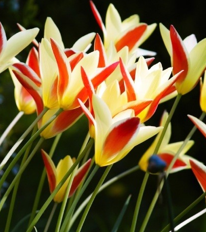 Tulip CYNTHIA Variety ( Botanical tulip ) 3 bulbs