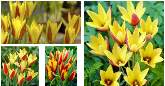 Tulip CYNTHIA Variety ( Botanical tulip ) 3 bulbs