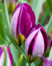 Tulip PERSIAN PEARL Variety ( Botanical tulip ) 3 bulbs