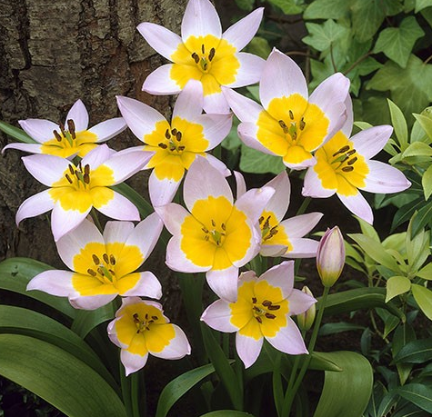 Tulip SAXATILIS Variety ( Botanical tulip ) 3 bulbs