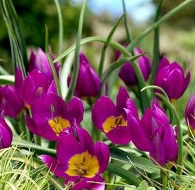 Tulip Eastern Star Variety ( Botanical tulip ) 3 bulbs