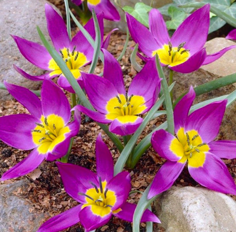 Tulip Eastern Star Variety ( Botanical tulip ) 3 bulbs