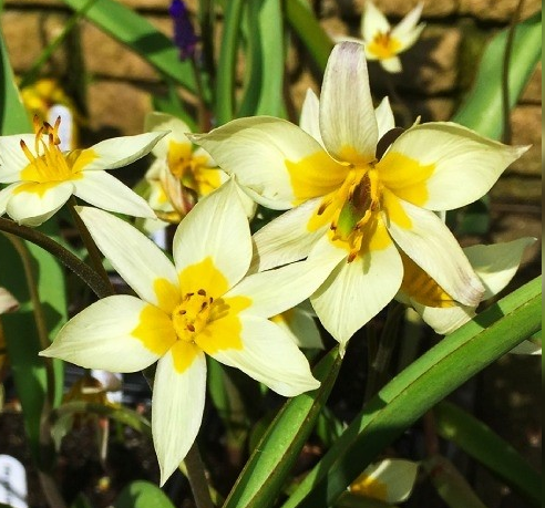 Tulip TURKESTANICA Variety ( Botanical tulip ) 3 bulbs