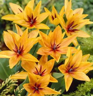 Tulip SHOGUN Variety ( Botanical tulip ) 3 bulbs